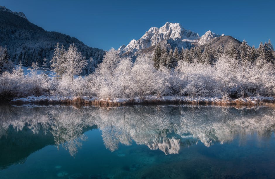 Top 10 Must-Know Facts About US National Forests
