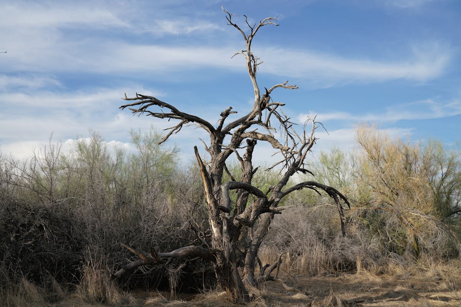 Fun American Geography Trivia: 18 Facts About US Deserts
